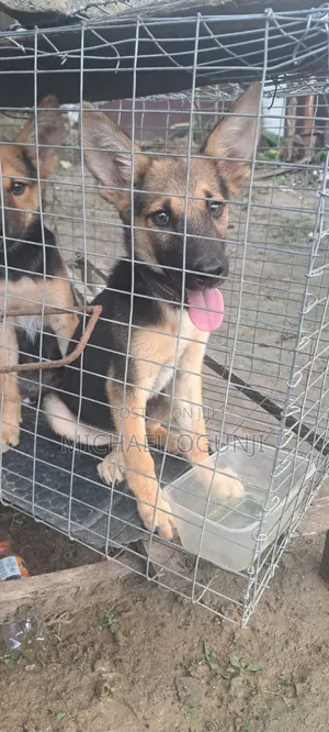 1-3 months Male Purebred German Shepherd