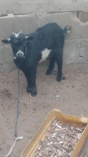 Big Goat and Healthy