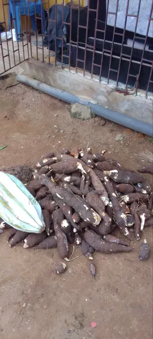 Pumpkin Seeds and Cassava