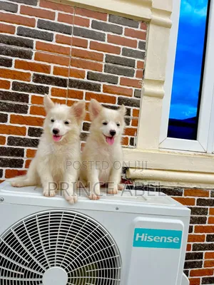 1-3 months Female Purebred American Eskimo