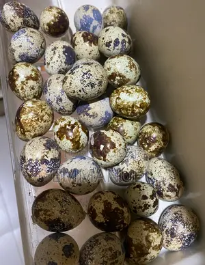 Quail Eggs, Quail Birds,