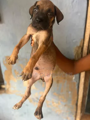 1-3 months Male Purebred Boerboel