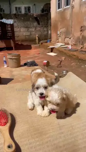 1-3 months Female Purebred Lhasa Apso