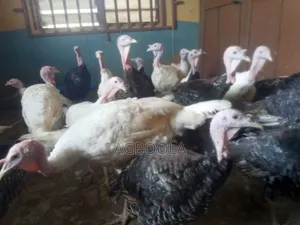 Premium Mature Local Turkey.