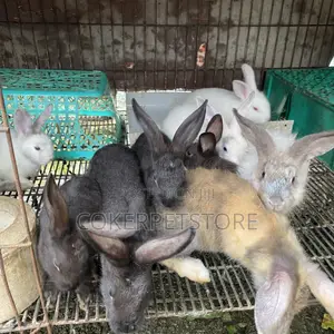 Hybrid Rabbit Available