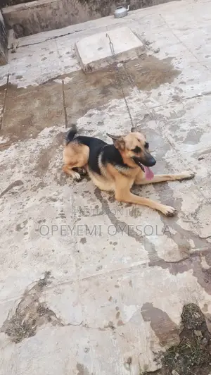 1+ year Female Purebred German Shepherd