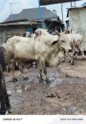 Life Cows at Affordable Prices