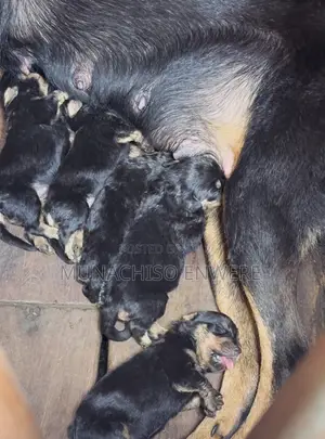0-1 month Male Purebred Rottweiler