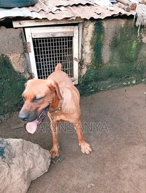 6-12 months Female Purebred Boerboel
