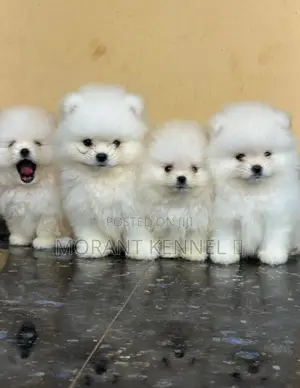 1-3 months Female Purebred Pomeranian