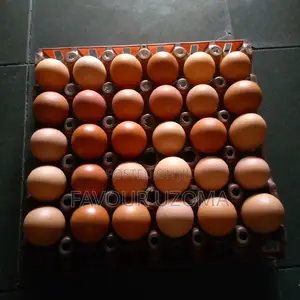 Fresh Eggs Right From the Poultry