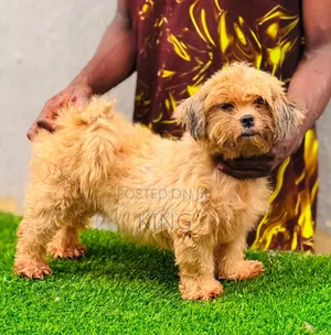 3-6 months Female Purebred Lhasa Apso