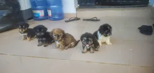 1-3 months Male Purebred Lhasa Apso