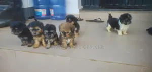 1-3 months Female Purebred Lhasa Apso