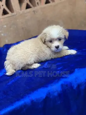 1-3 months Male Purebred Lhasa Apso