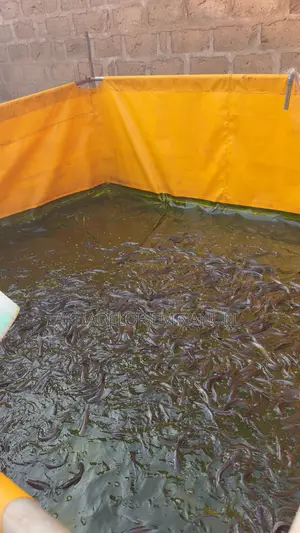 Strong Tapolin Fish Pond
