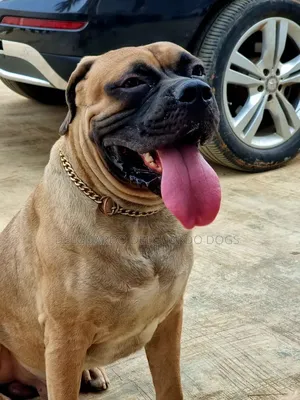 1+ year Male Purebred Boerboel