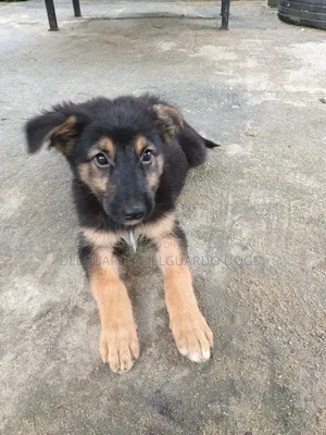 1-3 months Female Purebred German Shepherd