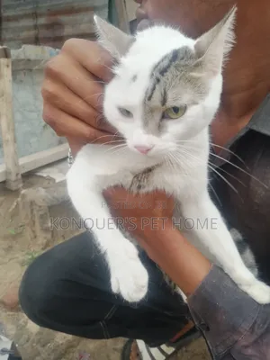6-12 months Male Purebred Persian