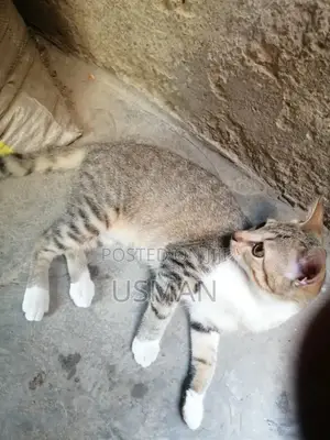 1+ year Female Mixed Breed Korat
