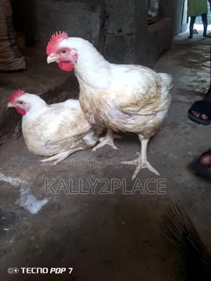 Broiler Chickens