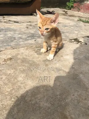 1-3 months Male Purebred Tabby