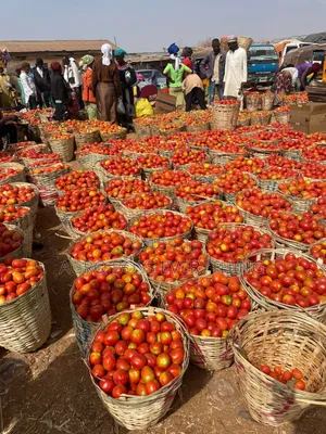 Fresh Tomatoes