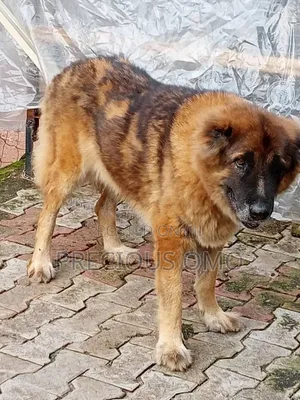 1+ year Female Purebred Caucasian Shepherd