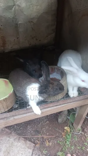 Rabbit Mixed Breed New Zealand and Havana