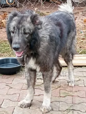 1+ year Male Purebred Caucasian Shepherd