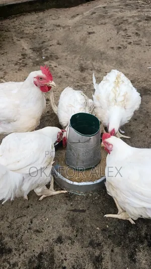 Mature Broilers for Quick Sales