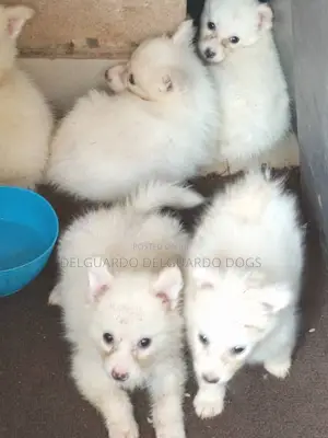 1-3 months Female Purebred American Eskimo