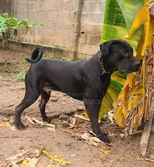 1+ year Male Purebred Boerboel