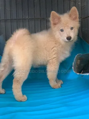 1-3 months Female Purebred Chow Chow