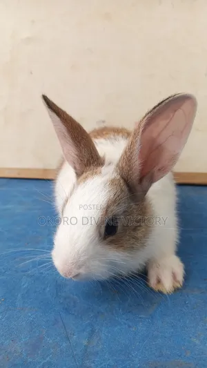 Quality Bunnies Stocks