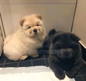 1-3 months Female Purebred Chow Chow