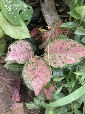Pink Aglaonema Plant | Vibrant Chinese Evergreen for Home Office