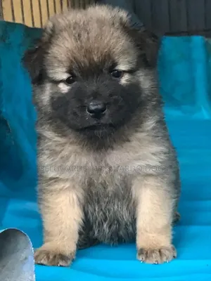 1-3 months Female Purebred Chow Chow
