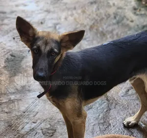 3-6 months Male Purebred German Shepherd