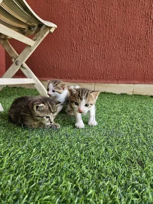 6-12 months Female Mixed Breed British Shorthair
