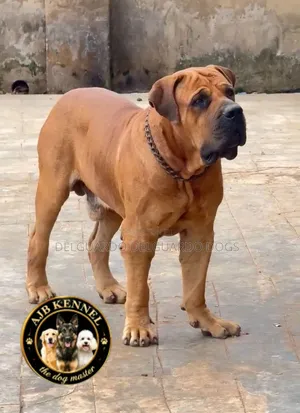 1+ year Male Purebred Boerboel