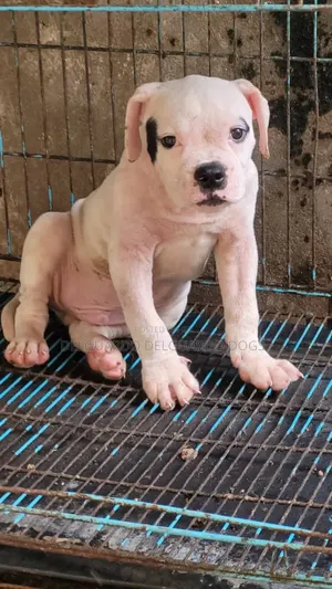 1-3 months Male Purebred American Bulldog