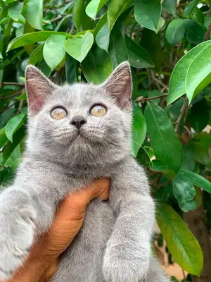 3-6 months Male Purebred British Shorthair