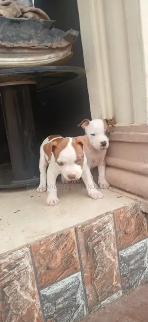 1-3 months Female Purebred American Pit Bull Terrier