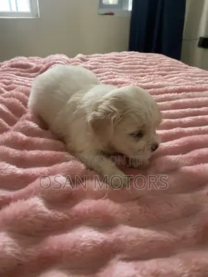 0-1 month Female Purebred Lhasa Apso