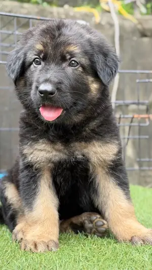 1-3 months Male Purebred German Shepherd