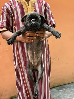 1+ year Female Purebred Pug