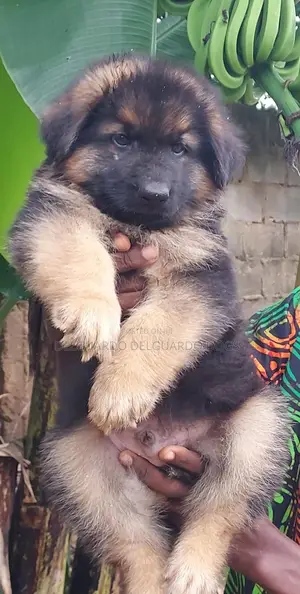 1-3 months Male Purebred German Shepherd