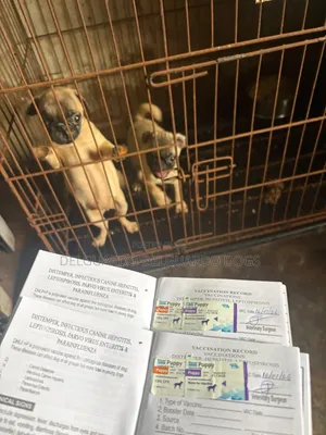 1-3 months Female Purebred Pug