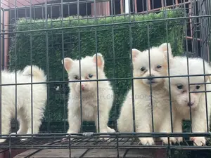 1-3 months Female Purebred American Eskimo